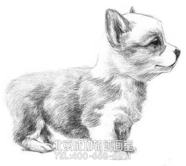簡(jiǎn)單的素描小狗怎么畫