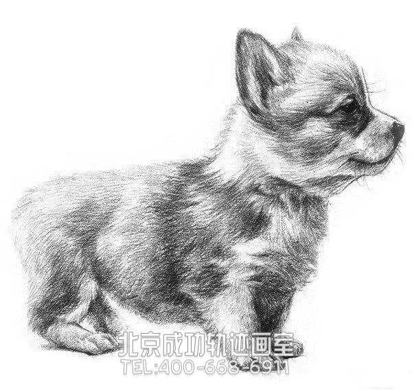 簡(jiǎn)單的素描小狗怎么畫