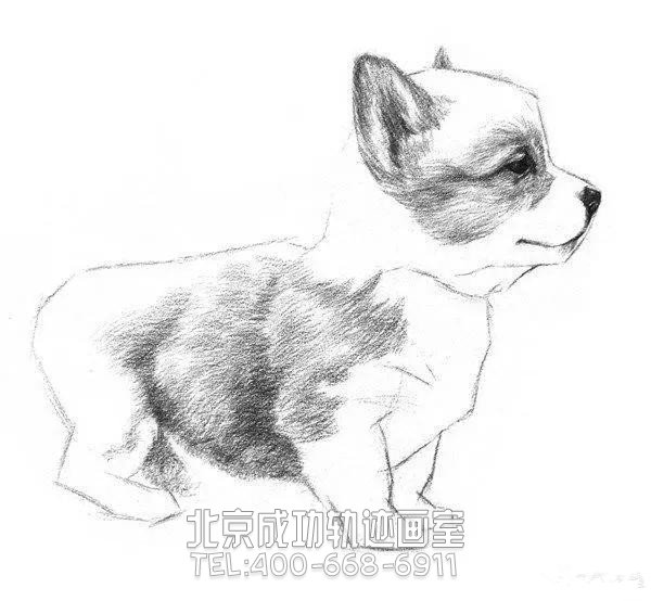 簡(jiǎn)單的素描小狗怎么畫