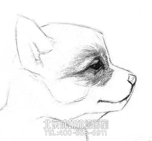 簡(jiǎn)單的素描小狗怎么畫