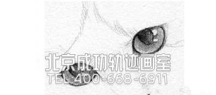 貓怎么畫?貓的素描教程