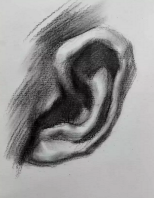 素描耳朵的畫(huà)法步驟圖