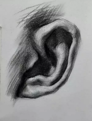 素描耳朵的畫(huà)法步驟圖